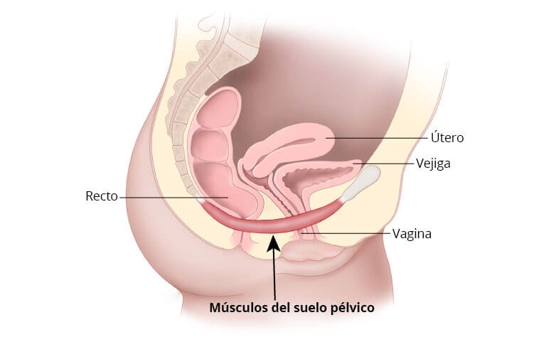 pelvic floor, urinary incontinence, postpartum, prolapse, urine, pee, intestines, abdominal cavity, hypopressive exercises, Kegel exercises
