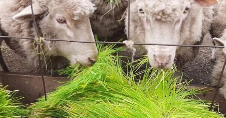 Hydroponic green fodder, the way to produce fresh food with high nutritional value for animals while saving water
