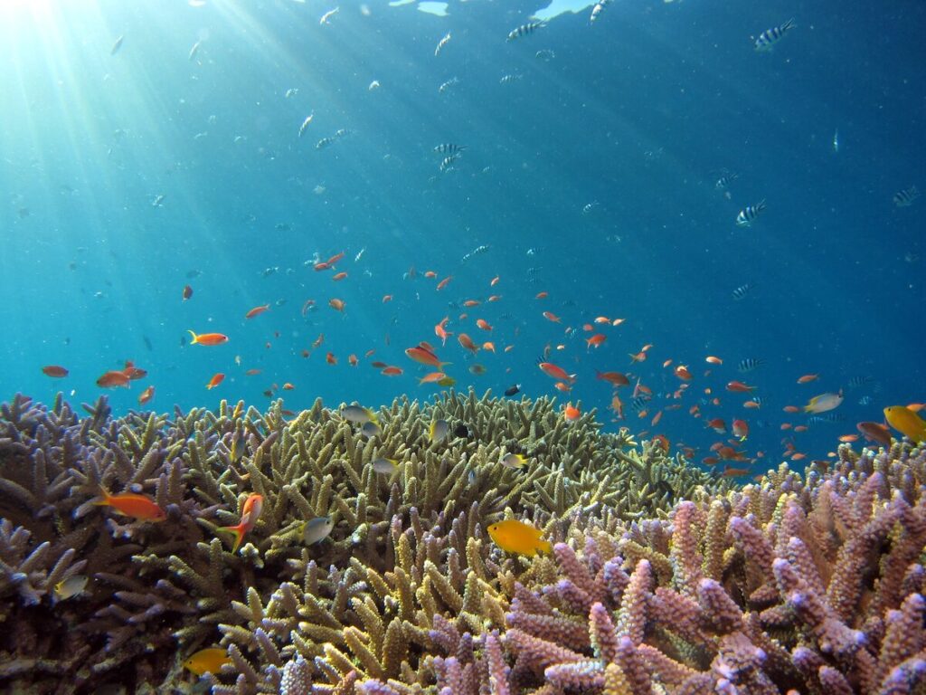 corales prosperan, luz del sol, fotosíntesis, océanos, acidificación de océanos, contaminantes
