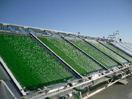 algae biofuel, algae, carbon, climate change, oil, hydroponics
