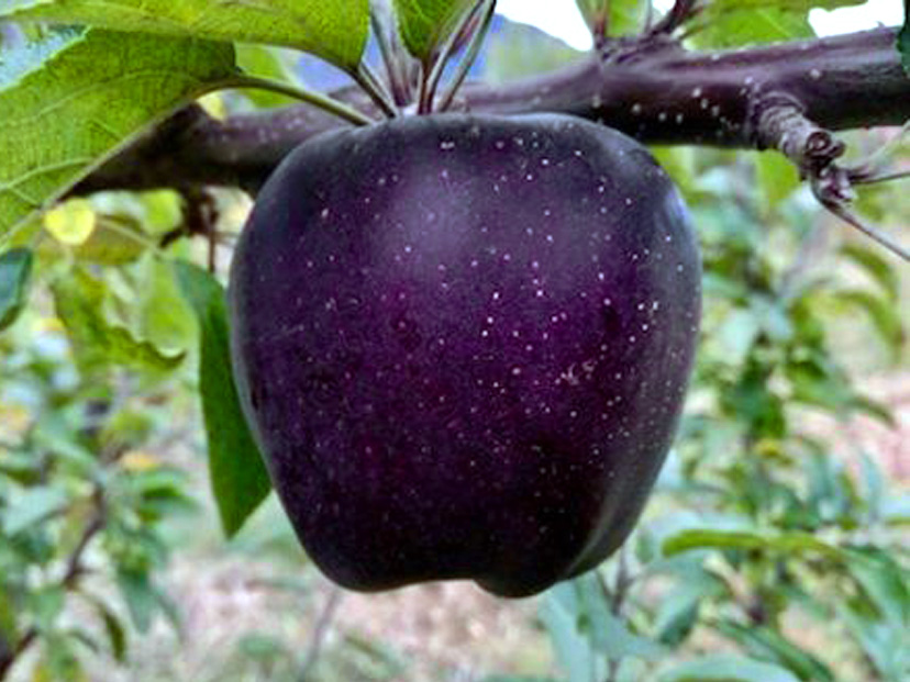 manzana negra, Black Diamond, diamante negro, frutas exóticas, Tíbet