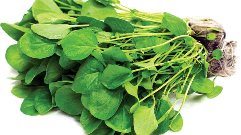 Watercress: its properties and 10 health benefits