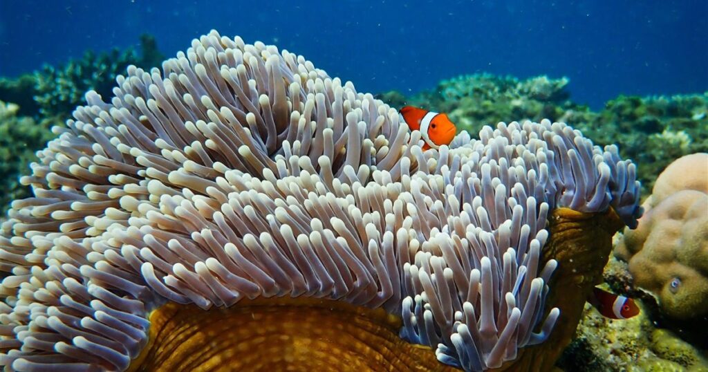 arrecifes de coral, altas temperaturas, algas simbióticas, cambio climático