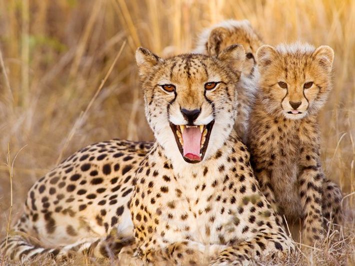 guepardo moderno, extinción guepardo americano, felinos, puma