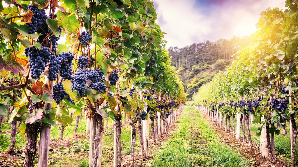 domesticación de la uva, vino, viñedo, parra, glaciares, hielo, agricultura