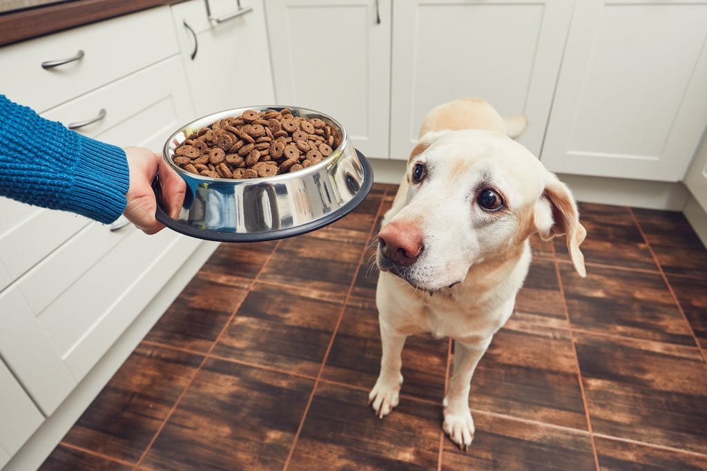 ¿Cómo cambiar la alimentación de tu perro?
