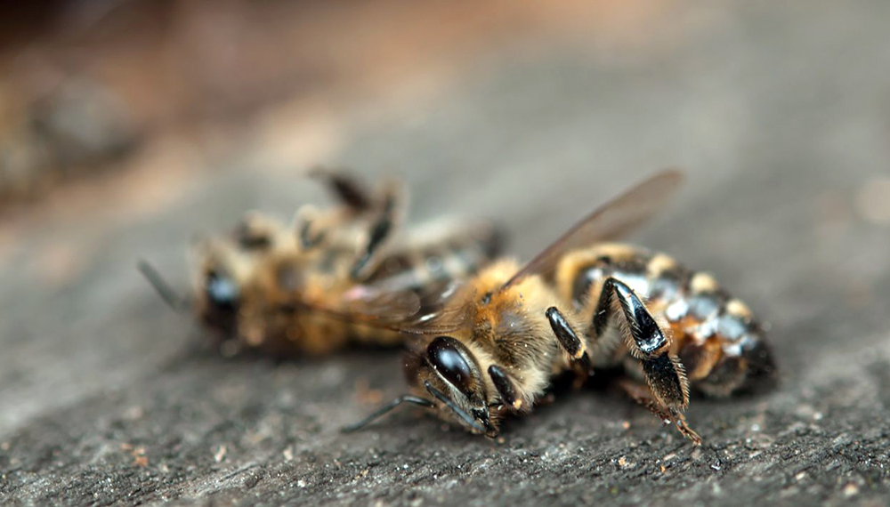 muerte masiva abejas, agroquímicos, fumigaciones, apiarios, colmenas, pesticidas