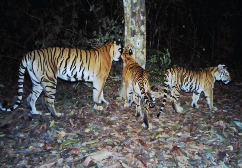 six tigers, conservation, biodiversity, sanctuary, cubs, Thailand