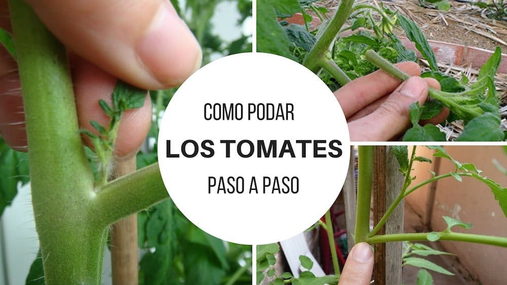 How to prune tomatoes step by step
