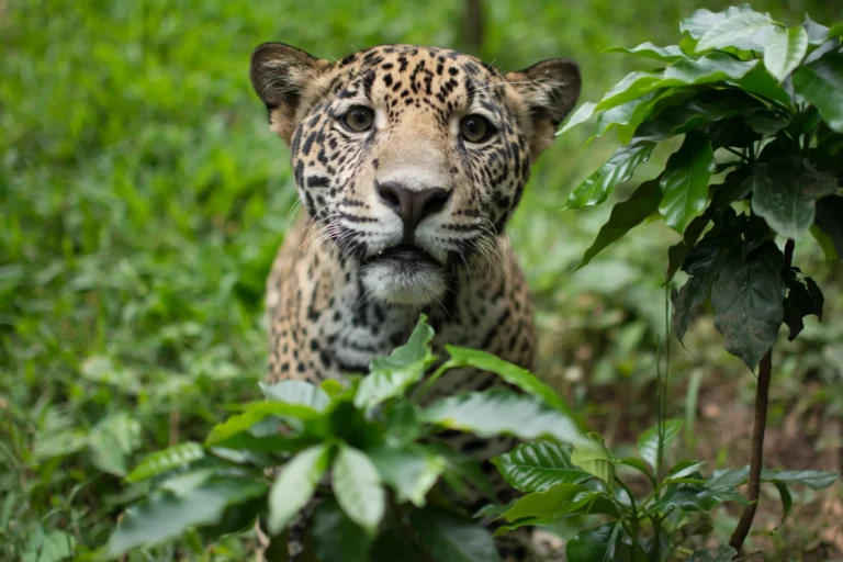 Jaguar orphans, confined chicks: the impacts of agriculture on wildlife
