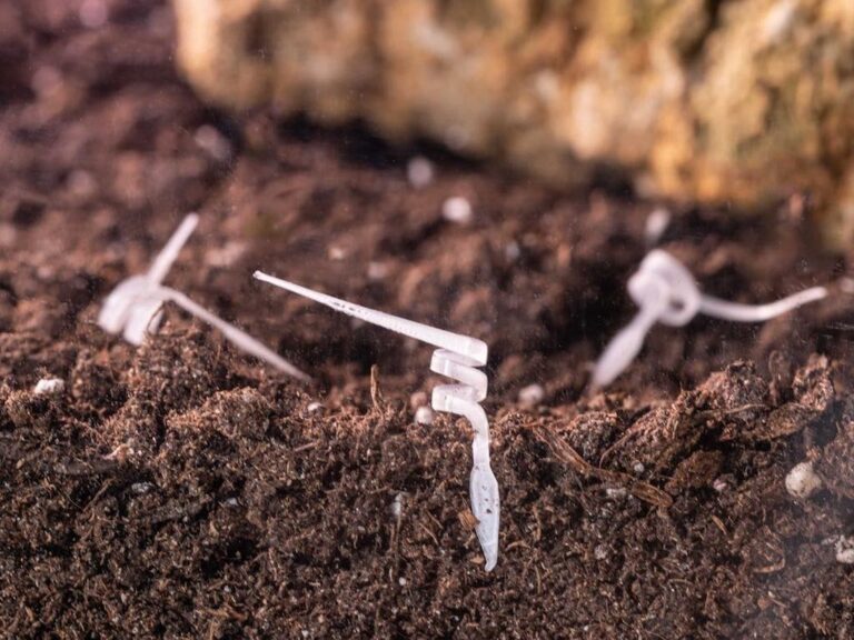 El primer "robot semilla" biodegradable impreso en 4D, capaz de cambiar de forma en función de la humedad
