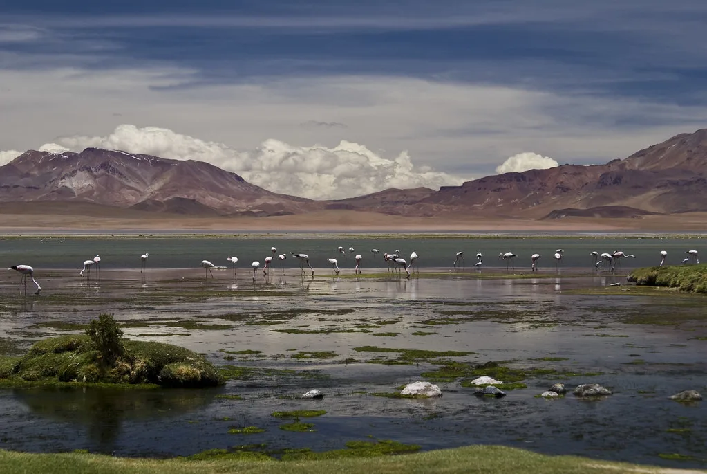 salares, litio, agua, biodiversidad, Ramsar, Atacama