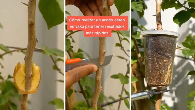 a very effective trick for rooting the branches of fruit trees