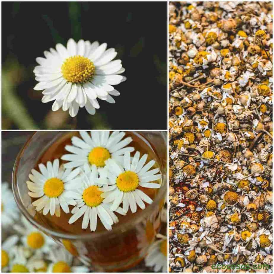 Chamomile or chamomile.  Properties and 7 advantages to highlight