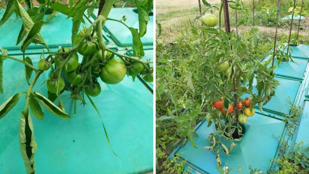 the surprising invention that doubles tomato production with 40% less water
