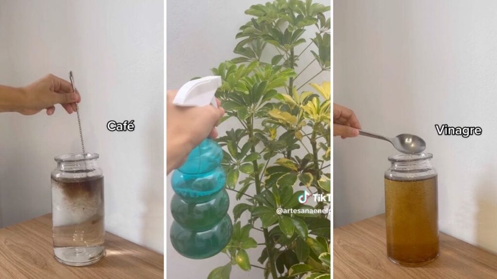 Cómo controlar plagas en tus plantas de manera natural con un pesticida casero