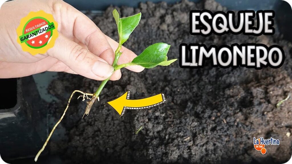 How to successfully reproduce lemon trees by cuttings: 2 effective methods
