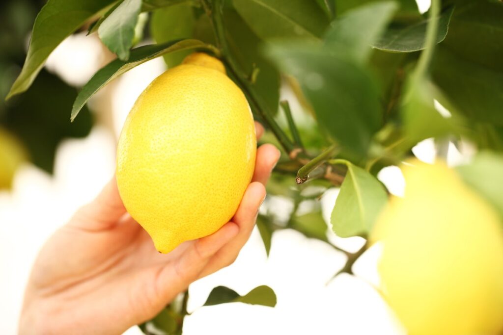 Tip for harvesting lemons and keeping the plant producing fruit