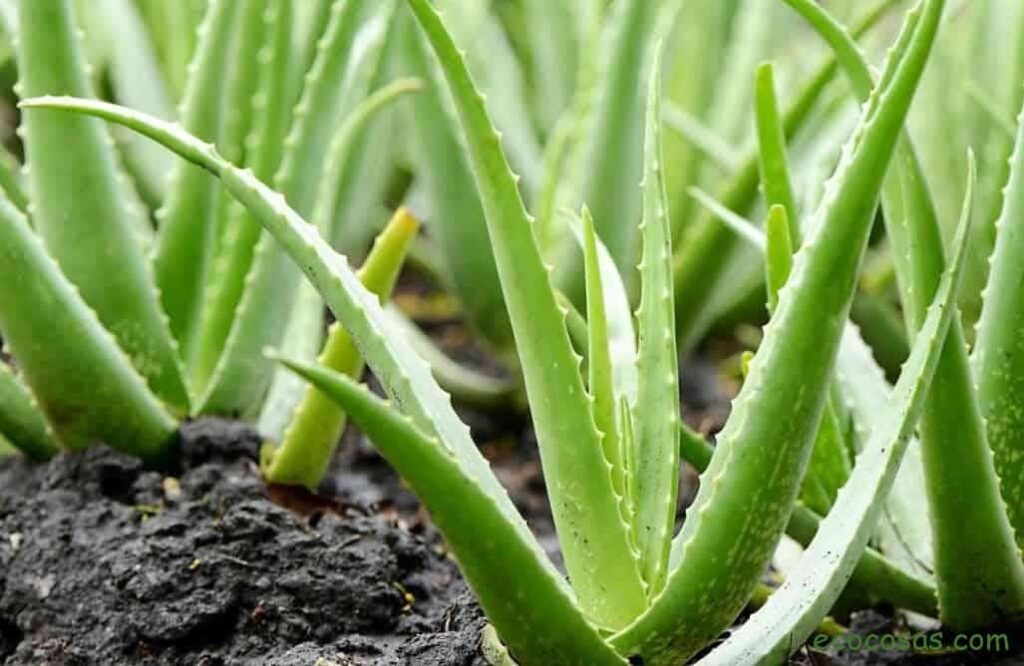 aloe vera Aloe vera.  What is it for, properties.  5 benefits