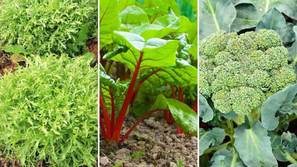 20 vegetables you can plant in summer: it's not too late!