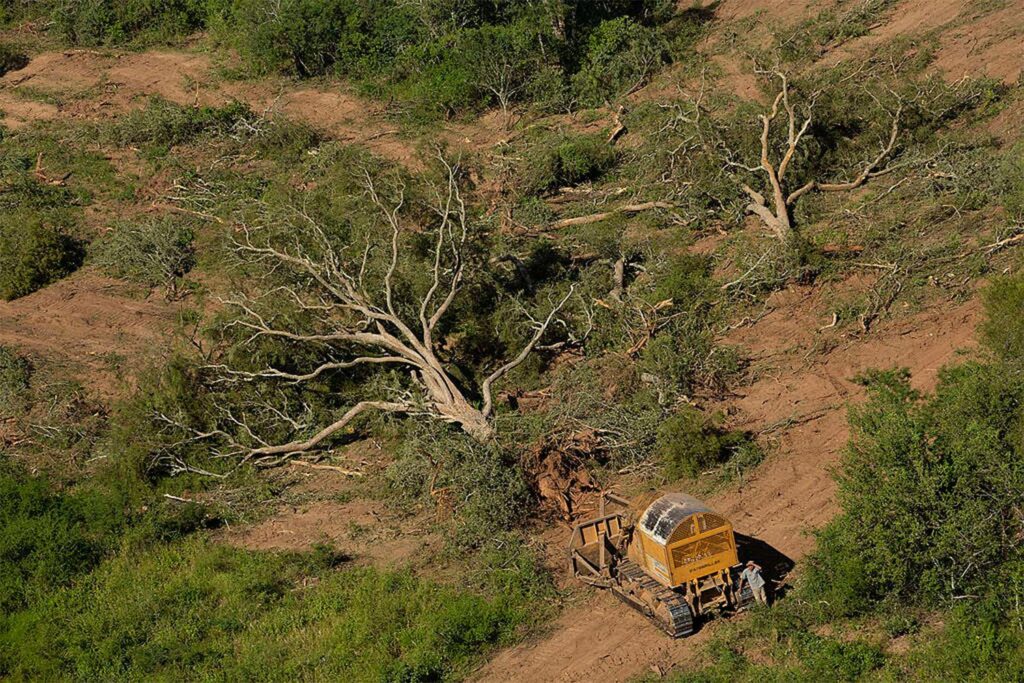 bosques nativos, deforestación, Gran Chaco, Ley de Bosques